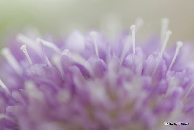 花信のメインビジュアル