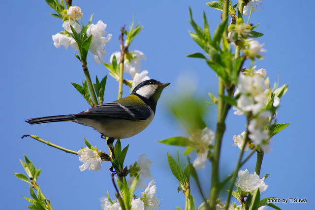 春のメインビジュアル