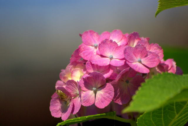 夏のメインビジュアル
