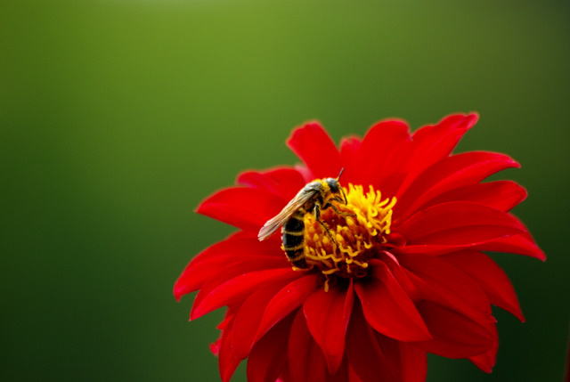 花信夏のビジュアル