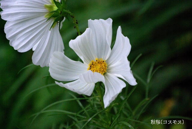 秋のメインビジュアル